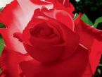 Brilliant Red Solo Rose